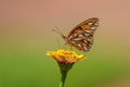 Gulf Fritillary Butterfly on yellow zinnia