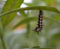 Gulf fritillary caterpillar Royalty Free Stock Photo