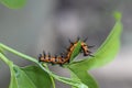 Gulf Fritillary Caterpillar Royalty Free Stock Photo