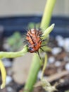 Gulf fritillary caterpillar Royalty Free Stock Photo