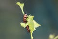 Gulf fritillary caterpillar eating passionvine Royalty Free Stock Photo