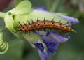 Gulf Fritillary caterpillar on flower Royalty Free Stock Photo