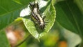 Gulf fritillary caterpillar Royalty Free Stock Photo