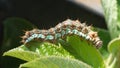 Gulf fritillary caterpillar Royalty Free Stock Photo