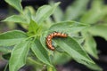 Gulf fritillary caterpillar heliconiinae long wing butterfly on passion vine plant