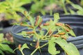 Gulf fritillary caterpillar heliconiinae long wing butterfly on passion vine plant Royalty Free Stock Photo