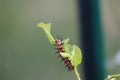 Gulf fritillary caterpillar heliconiinae long wing on passion vine Royalty Free Stock Photo