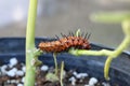 Gulf fritillary caterpillar heliconiinae long wing on passion vine Royalty Free Stock Photo