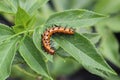 Gulf fritillary caterpillar heliconiinae long wing on passion vine Royalty Free Stock Photo