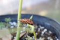 Gulf fritillary caterpillar heliconiinae long wing on passion vine plant Royalty Free Stock Photo