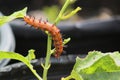 Gulf fritillary caterpillar heliconiinae long wing on passion vine plant