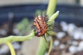 Gulf fritillary caterpillar heliconiinae long wing on passion vine plant