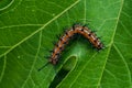 Gulf Fritillary Caterpillar on a leaf Royalty Free Stock Photo