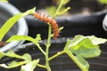 Gulf fritillary caterpillar on passionvine Royalty Free Stock Photo