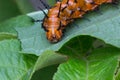 Gulf Fritillary Caterpillar Royalty Free Stock Photo