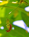 Gulf Fritillary caterpillar starting it's cocoon Royalty Free Stock Photo