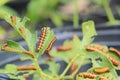 Gulf fritillary caterpillars heliconiinae long wing on passion vine