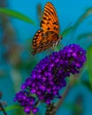 Gulf Fritillary feeding on a Black Knight Buddleia Bush Royalty Free Stock Photo