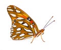 Gulf fritillary or passion butterfly - Agraulis or Dione vanillae - is a bright orange butterfly in the subfamily Heliconiinae of Royalty Free Stock Photo