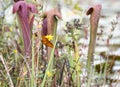 Gulf Fritillary orange butterfly and Okefenokee Hooded Pitcher Plants on Chesser Prairie Royalty Free Stock Photo