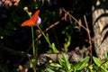 Gulf Fritillary Butterfly Perched on a Flowering Plant in a Garden