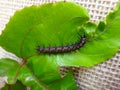 Caterpillar of gulf fritillary on passion fruit leaf with jute background