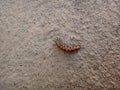 Caterpillar of gulf fritillary on jute background