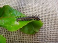 Caterpillar of gulf fritillary on passion fruit leaf with jute background