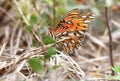 Gulf fritillary or passion butterfly Pinckney Island National Wildlife Refuge