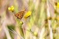 Gulf fritillary passion butterfly on wildflowers in the Okefenokee Swamp, Georgia Royalty Free Stock Photo