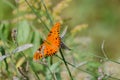 Gulf fritillary Passion Butterfly