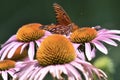Gulf Frittilary Butterfly in a beautiful garden