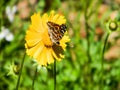 Gulf frittilary butterfly on lanceleaf coreopsis