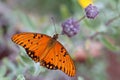 Gulf Frittilary Butterfly