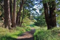 Gulf Islands National Park with Hiking Trail and Douglas Firs at Sidney Spit in Evening Light, Sidney Island, British Columbia