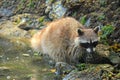 Gulf Islands National Park, Raccoon on Rocky Beach at Princess Bay on Portland Island, British Columbia, Canada