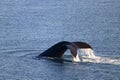 Fluke of Humpback Whale in Evening Light, East Point, Saturna Island, Gulf Islands National Park, British Columbia, Canada