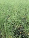 Gulf muhly grass Royalty Free Stock Photo