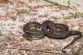 Gulf Salt Marsh Snake Nerodia clarkii clarkii