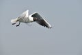 Gulf Sea Birds, Mumbai, India, 2020