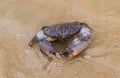 Gulf Stone Crab (Menippe adina) on the beach sand