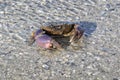 Gulf Stone Crab Menippe adina on the sand