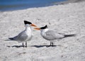 Gulf Tern, Florida