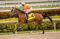 Gulfstream casino and horse racing Park in Miami, Florida - Sunday Racing