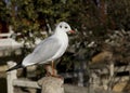 Gull Royalty Free Stock Photo