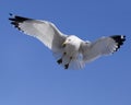 Gull Royalty Free Stock Photo