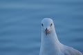 Gull along the Queensland coast Royalty Free Stock Photo