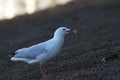Gull along the Queensland coast Royalty Free Stock Photo
