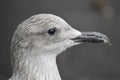 Gull baby , looking nice