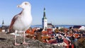 Gull on the background of the panorama of Tallinn, Estonia